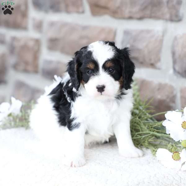 River, Cavapoo Puppy